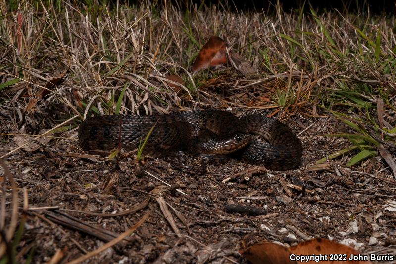 Florida Green Watersnake (Nerodia floridana)