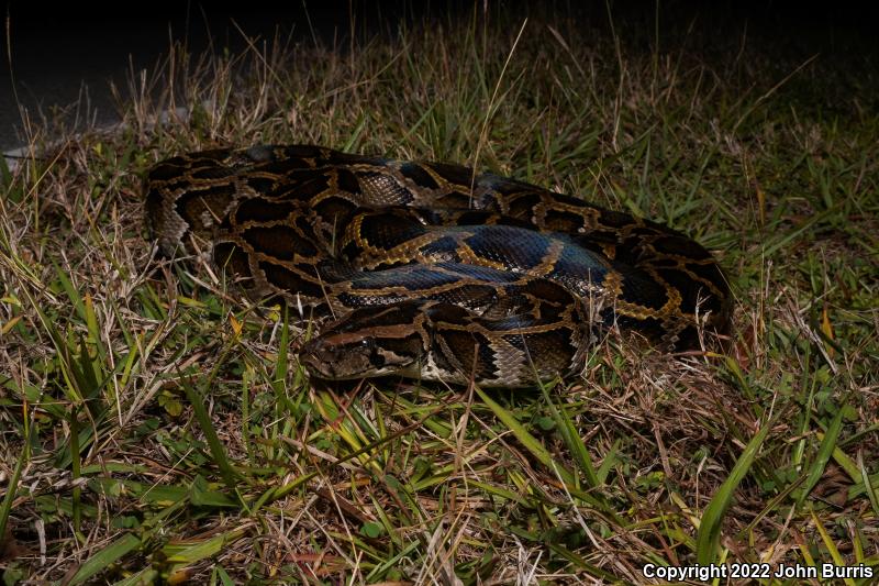 Burmese Python (Python molurus bivittatus)