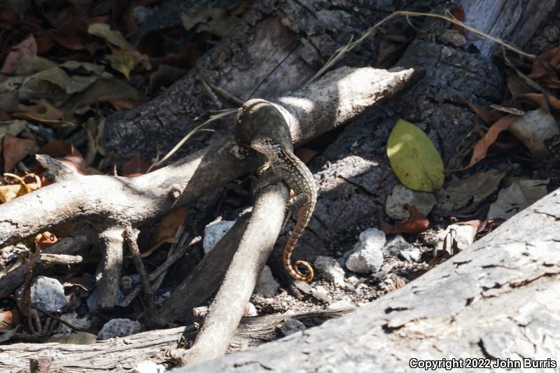 Northern Curly-tailed Lizard (Leiocephalus carinatus)