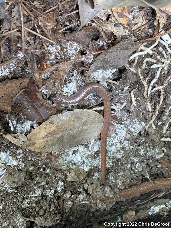 Garden Slender Salamander (Batrachoseps major major)