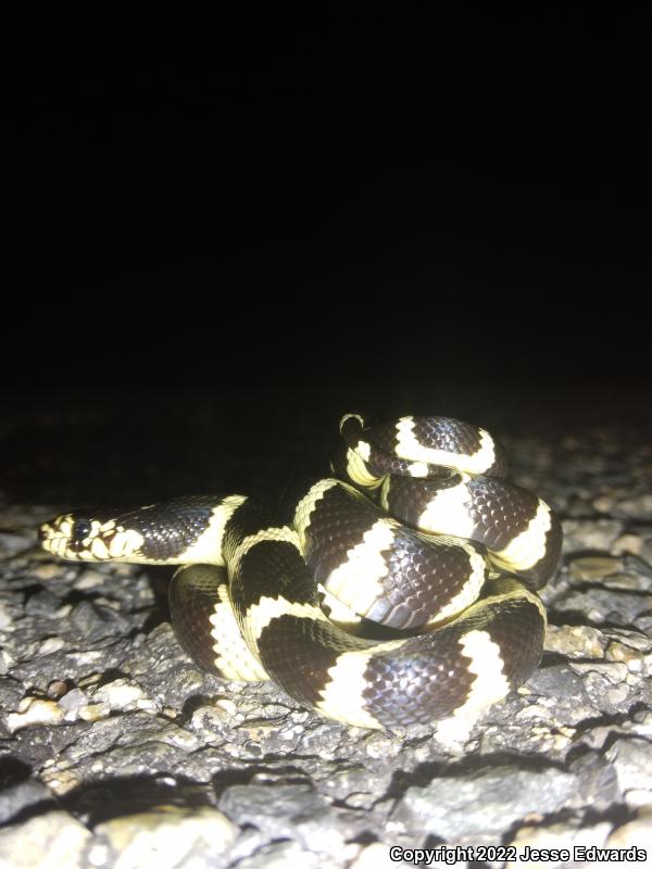 California Kingsnake (Lampropeltis getula californiae)