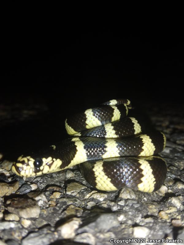 California Kingsnake (Lampropeltis getula californiae)