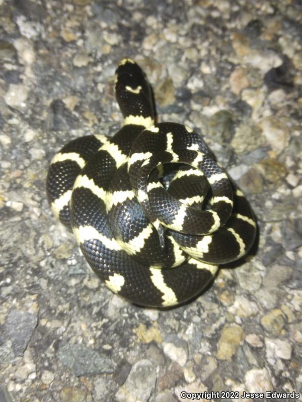 California Kingsnake (Lampropeltis getula californiae)