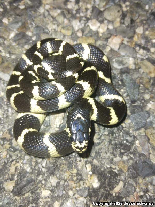 California Kingsnake (Lampropeltis getula californiae)