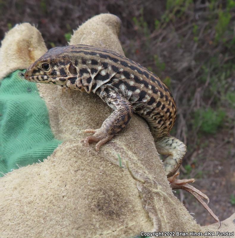 Coastal Whiptail (Aspidoscelis tigris stejnegeri)