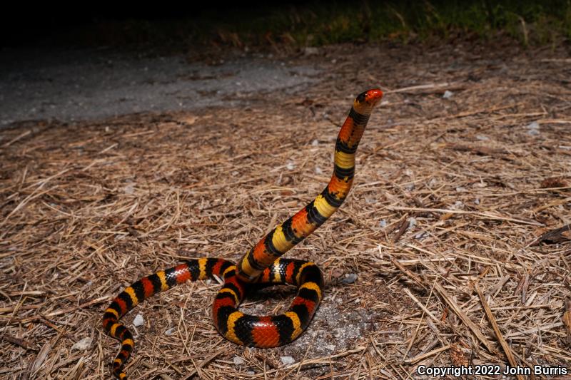 Scarlet Kingsnake (Lampropeltis triangulum elapsoides)