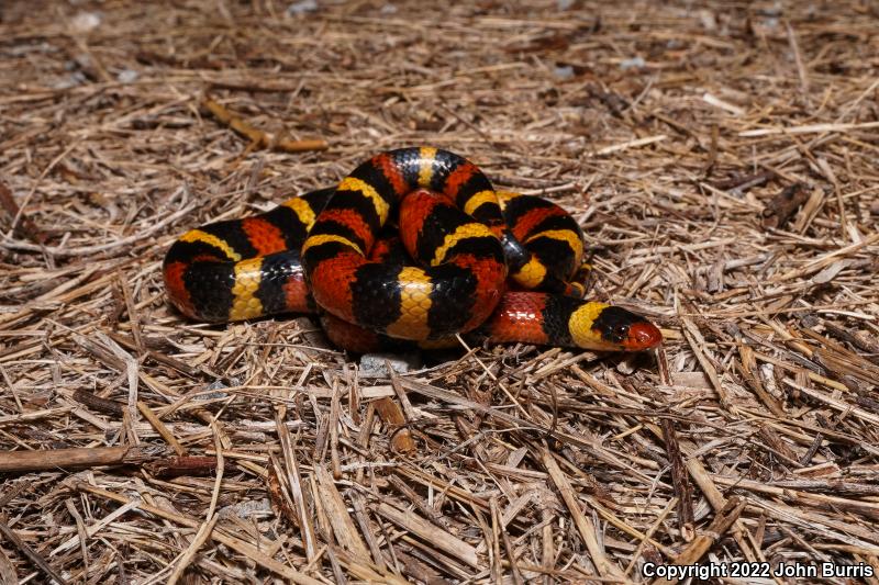 Scarlet Kingsnake (Lampropeltis triangulum elapsoides)