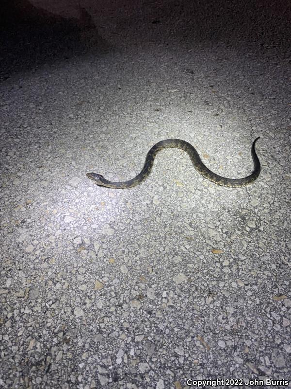 Mangrove Saltmarsh Snake (Nerodia clarkii compressicauda)