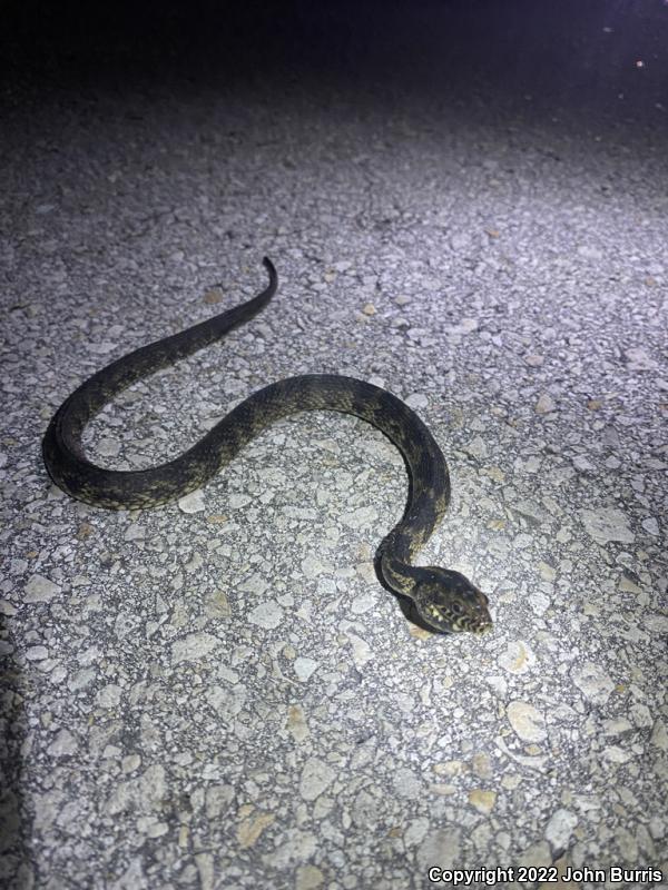 Mangrove Saltmarsh Snake (Nerodia clarkii compressicauda)