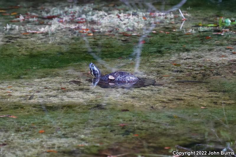 Florida Red-bellied Cooter (Pseudemys nelsoni)