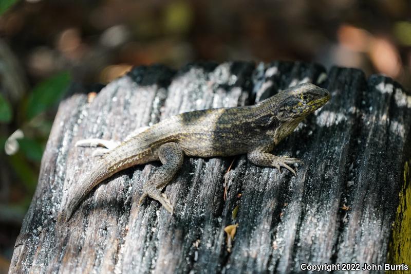 Northern Curly-tailed Lizard (Leiocephalus carinatus)