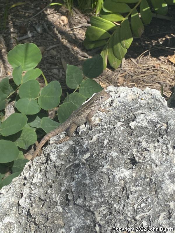 Northern Curly-tailed Lizard (Leiocephalus carinatus)