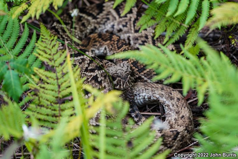 Eastern Diamond-backed Rattlesnake (Crotalus adamanteus)