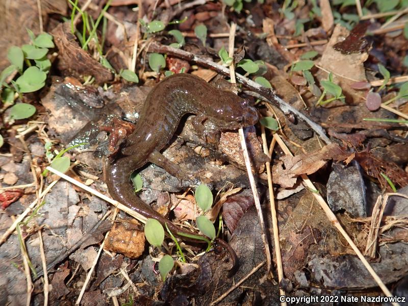 Northern Dusky Salamander (Desmognathus fuscus)