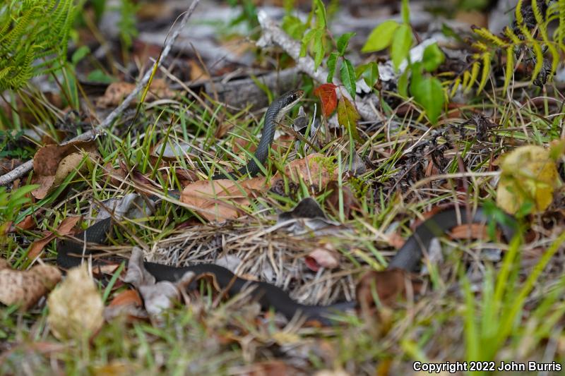 Everglades Racer (Coluber constrictor paludicola)