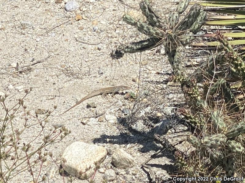 Coastal Whiptail (Aspidoscelis tigris stejnegeri)