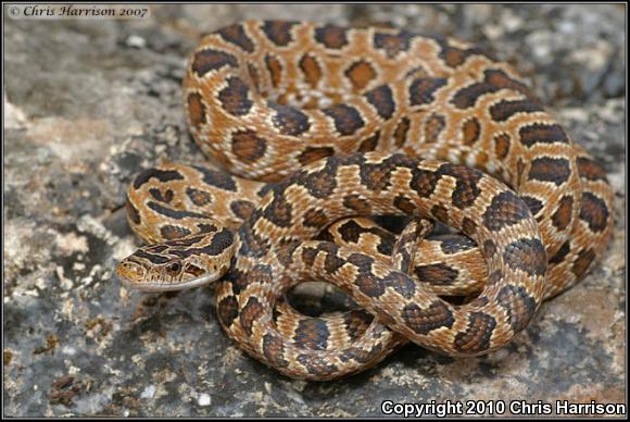 Yucatec Green Ratsnake (Senticolis triaspis triaspis)