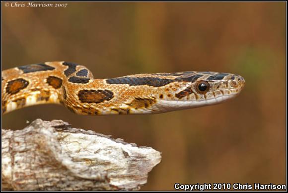 Yucatec Green Ratsnake (Senticolis triaspis triaspis)