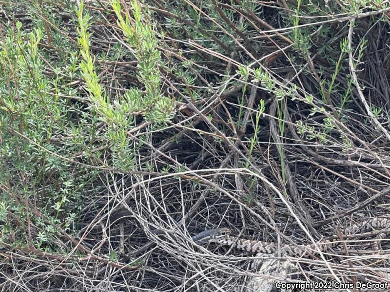 Baja California Lyresnake (Trimorphodon biscutatus lyrophanes)