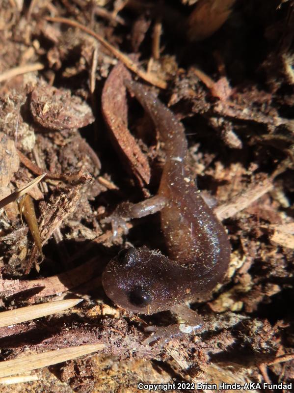 Monterey Ensatina (Ensatina eschscholtzii eschscholtzii)