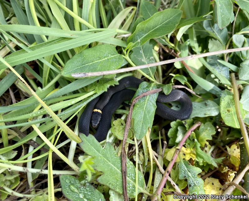 Ring-necked Snake (Diadophis punctatus)