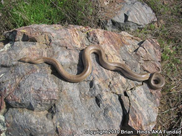 Coastal Rosy Boa (Lichanura trivirgata roseofusca)