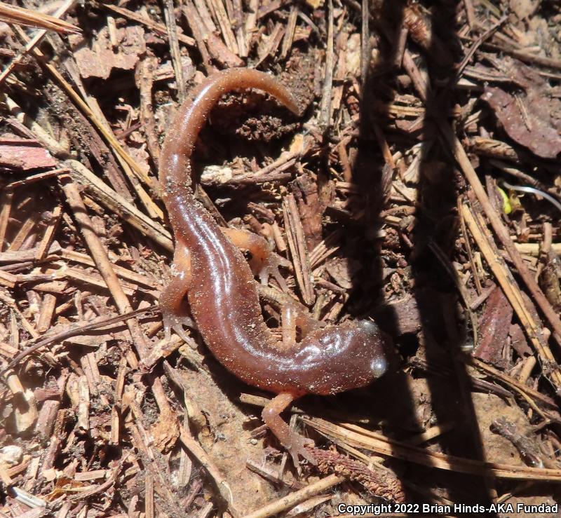 Monterey Ensatina (Ensatina eschscholtzii eschscholtzii)