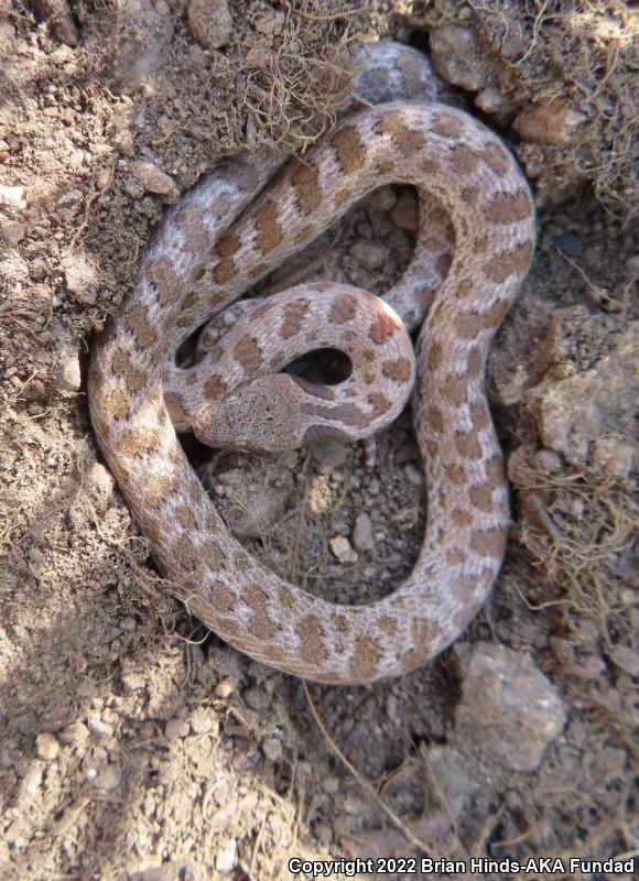 San Diego Nightsnake (Hypsiglena ochrorhyncha klauberi)