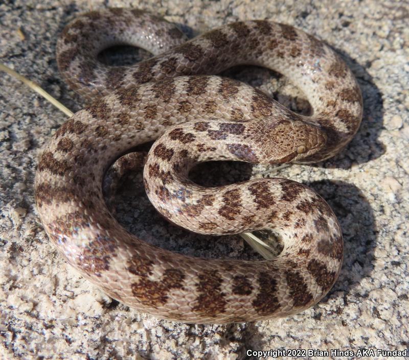 San Diego Nightsnake (Hypsiglena ochrorhyncha klauberi)