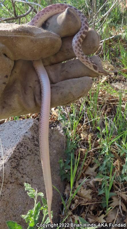 San Diego Nightsnake (Hypsiglena ochrorhyncha klauberi)