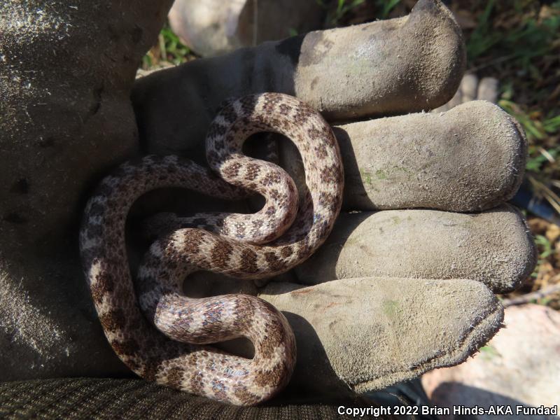 San Diego Nightsnake (Hypsiglena ochrorhyncha klauberi)