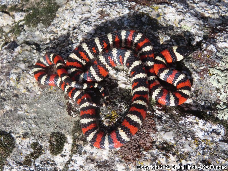 San Bernardino Mountain Kingsnake (Lampropeltis zonata parvirubra)