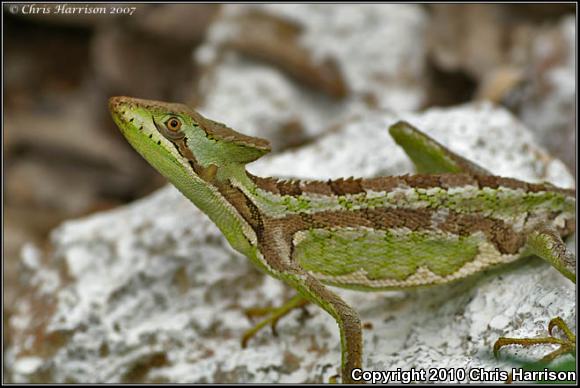 Serrated Casque-headed Iguana (Laemanctus serratus)