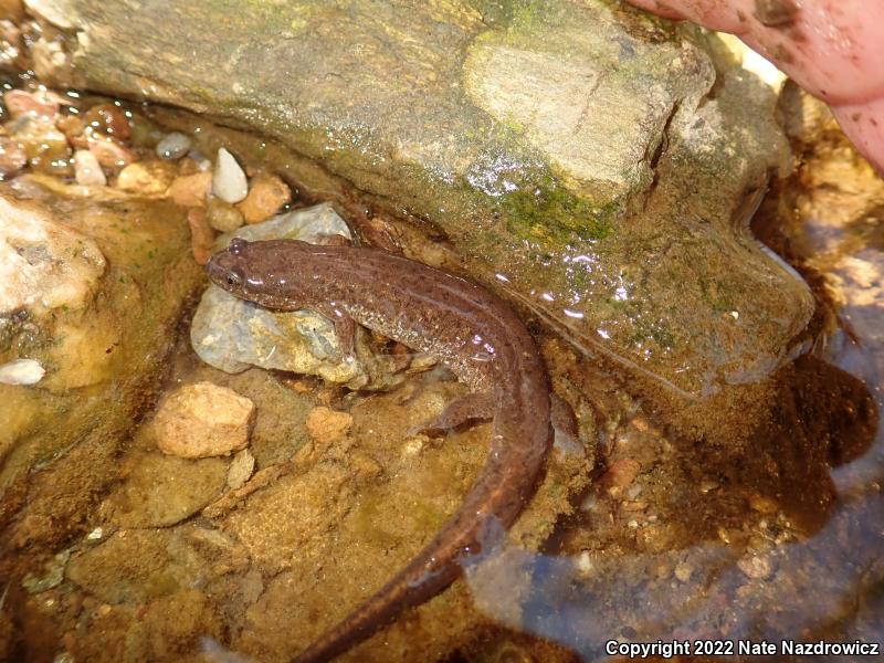 Northern Dusky Salamander (Desmognathus fuscus)