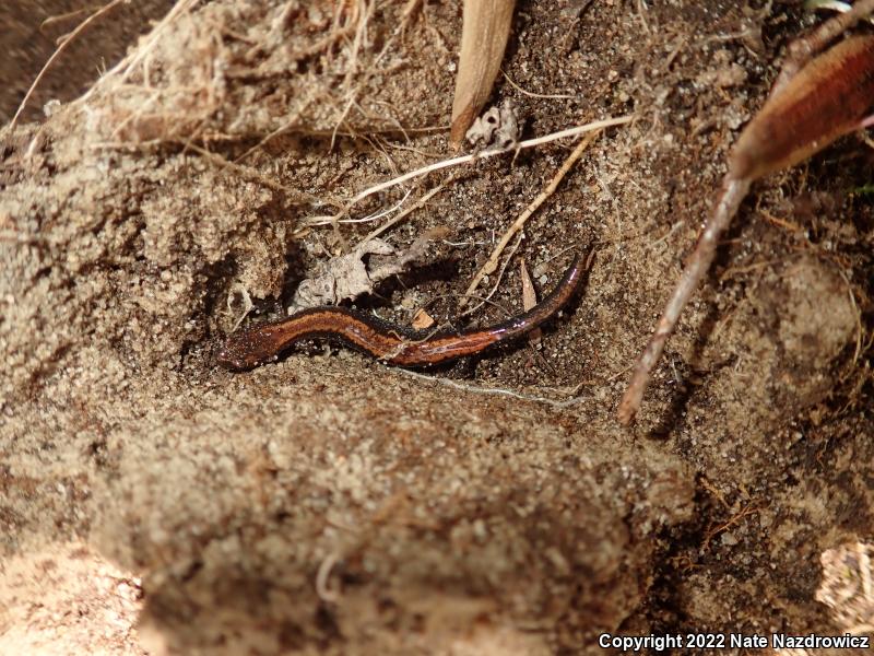 Eastern Red-backed Salamander (Plethodon cinereus)