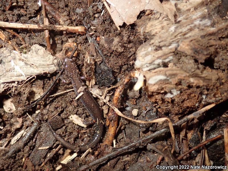 Eastern Red-backed Salamander (Plethodon cinereus)