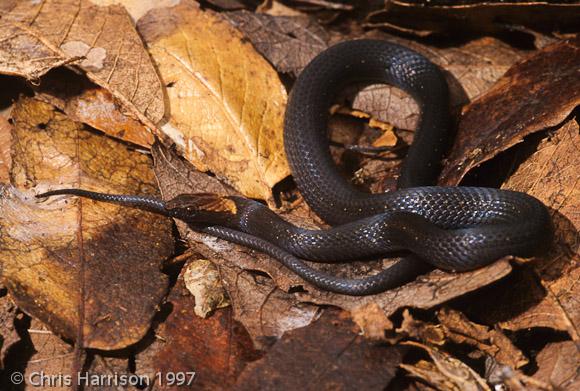Rusty-headed Snake (Amastridium sapperi)