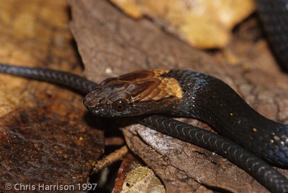 Rusty-headed Snake (Amastridium sapperi)