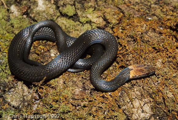 Rusty-headed Snake (Amastridium sapperi)