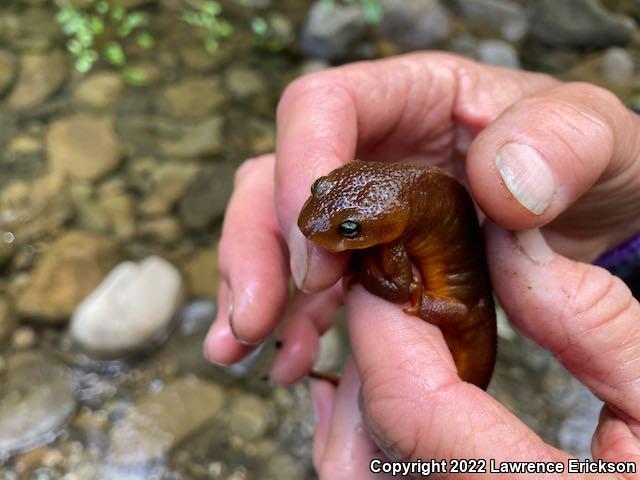 Rough-skinned Newt (Taricha granulosa)