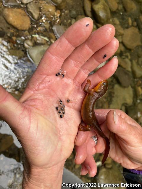 Rough-skinned Newt (Taricha granulosa)