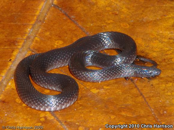 Keeled Earth Snake (Geophis carinosus)