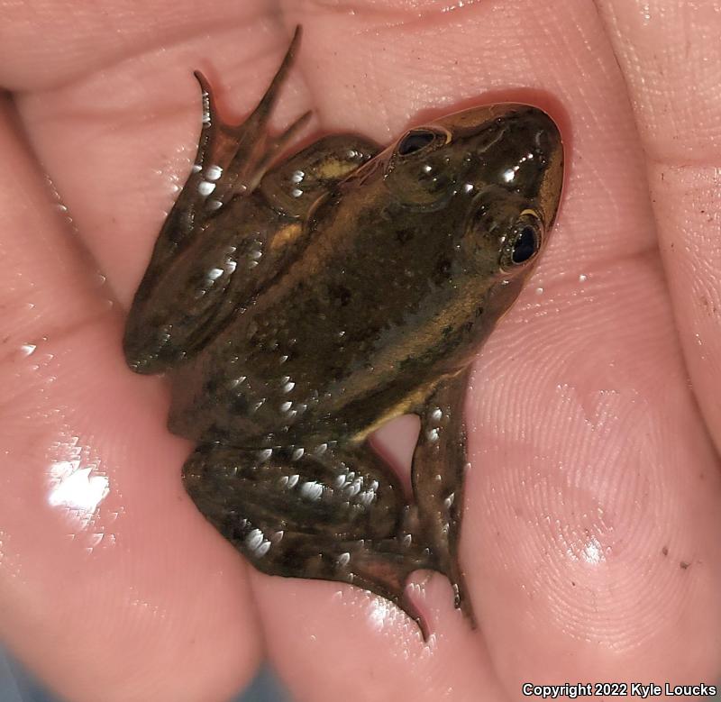 Carpenter Frog (Lithobates virgatipes)