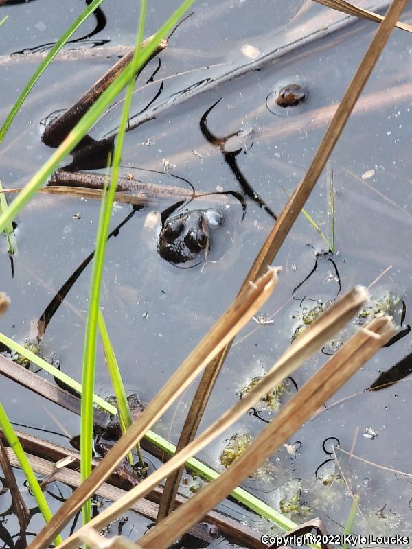 Carpenter Frog (Lithobates virgatipes)