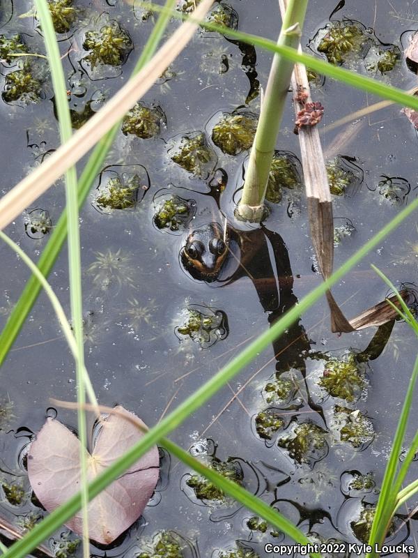 Carpenter Frog (Lithobates virgatipes)