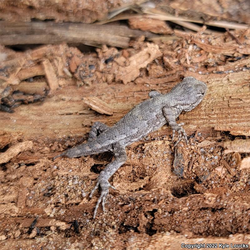 Eastern Fence Lizard (Sceloporus undulatus)