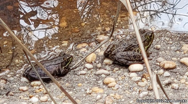 Northern Green Frog (Lithobates clamitans melanota)