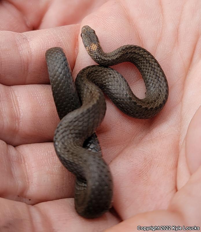 Northern Red-bellied Snake (Storeria occipitomaculata occipitomaculata)