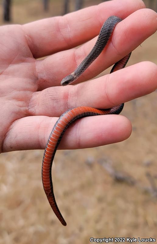 Northern Red-bellied Snake (Storeria occipitomaculata occipitomaculata)