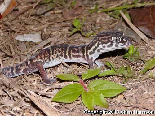 Elegant Banded Gecko (Coleonyx elegans)